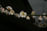 Prunus mume 'Omoi-no-mama' RCP1-12 129.JPG